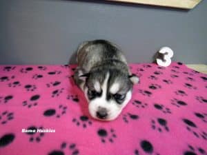 grey black and white female husky puppy