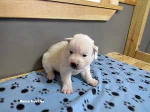 Solid white male husky puppy