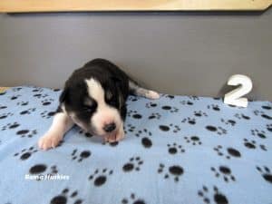 black and white male husky puppy