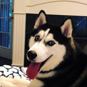 black and white husky for adoption