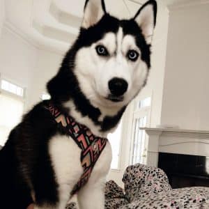 black and white husky for adoption