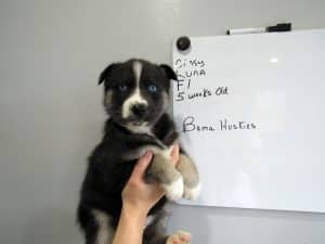 black and white husky puppy