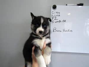 black and white husky puppy