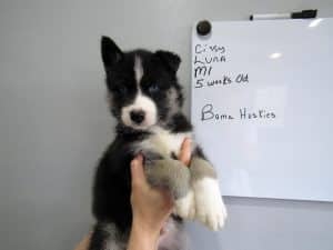 black and white husky puppy
