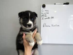 black and white husky puppy