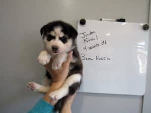 black and white husky puppy