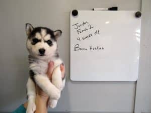 grey and white husky puppy