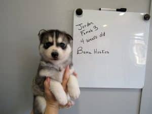 grey and white husky puppy