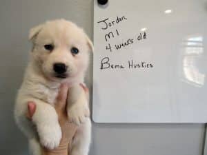 white husky puppy