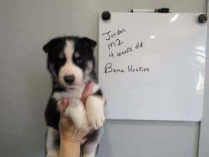 black and white husky puppy