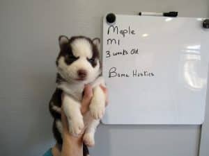 red and white male husky puppy