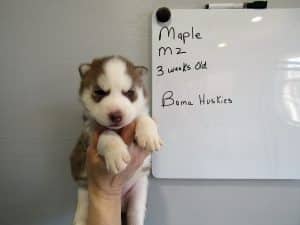 red and white male husky puppy