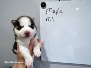 red and white husky puppy
