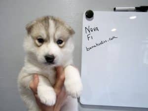 wolf grey husky puppy female