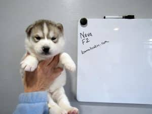 wolf grey husky puppy female
