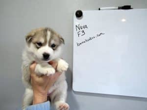 wolf grey husky puppy female