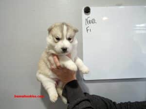 wolf grey husky puppy