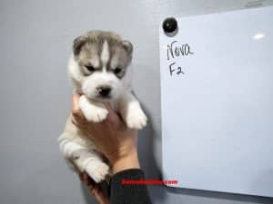 wolf grey husky puppy