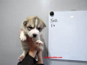 wolf grey husky puppy