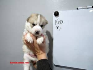 wolf grey husky puppy