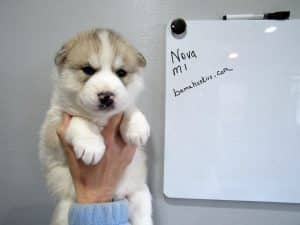 wolf grey husky puppy male
