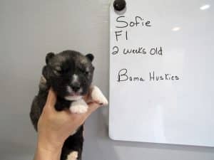 agouti husky puppy female