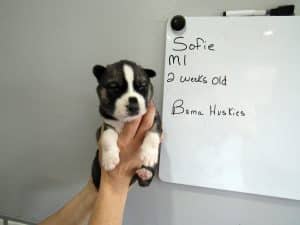 male Agouti husky puppy
