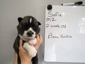 male Agouti husky puppy