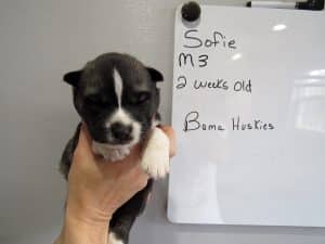 male Agouti husky puppy
