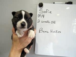 male Agouti husky puppy