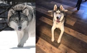 Are huskies related to wolves