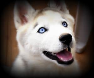 Siberian husky with blue eyes