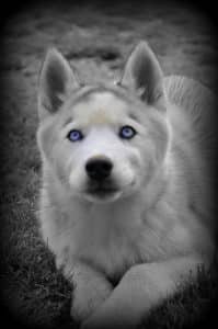 deep blue eyes of a Siberian husky