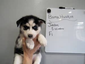 black and white husky puppy