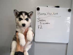 black and white husky puppy