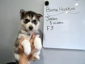 Grey and white husky puppy