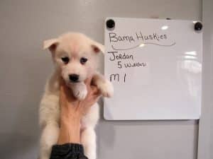 white husky puppy