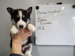 black and white husky puppy