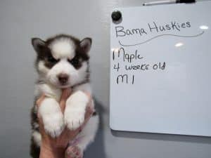 white husky puppy