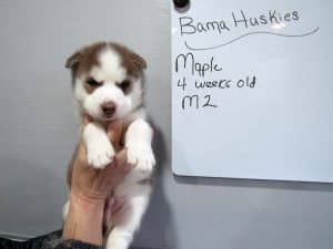 red and white husky puppy