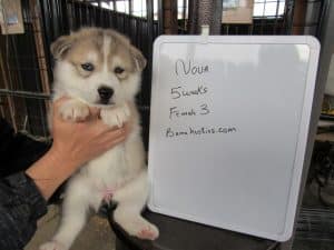 wolf grey husky puppies for sale