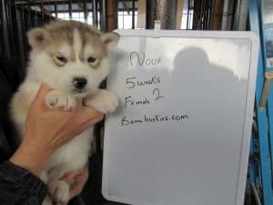 wolf grey husky puppies for sale