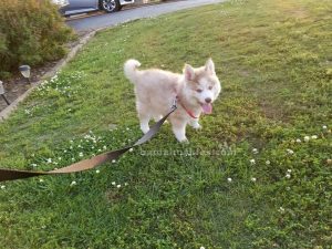 walking husky using a harness