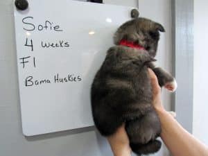 Agouti female husky puppy