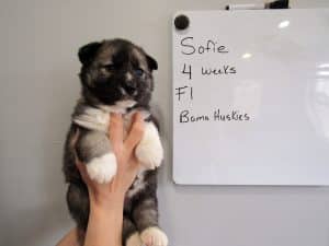 Agouti female husky puppy