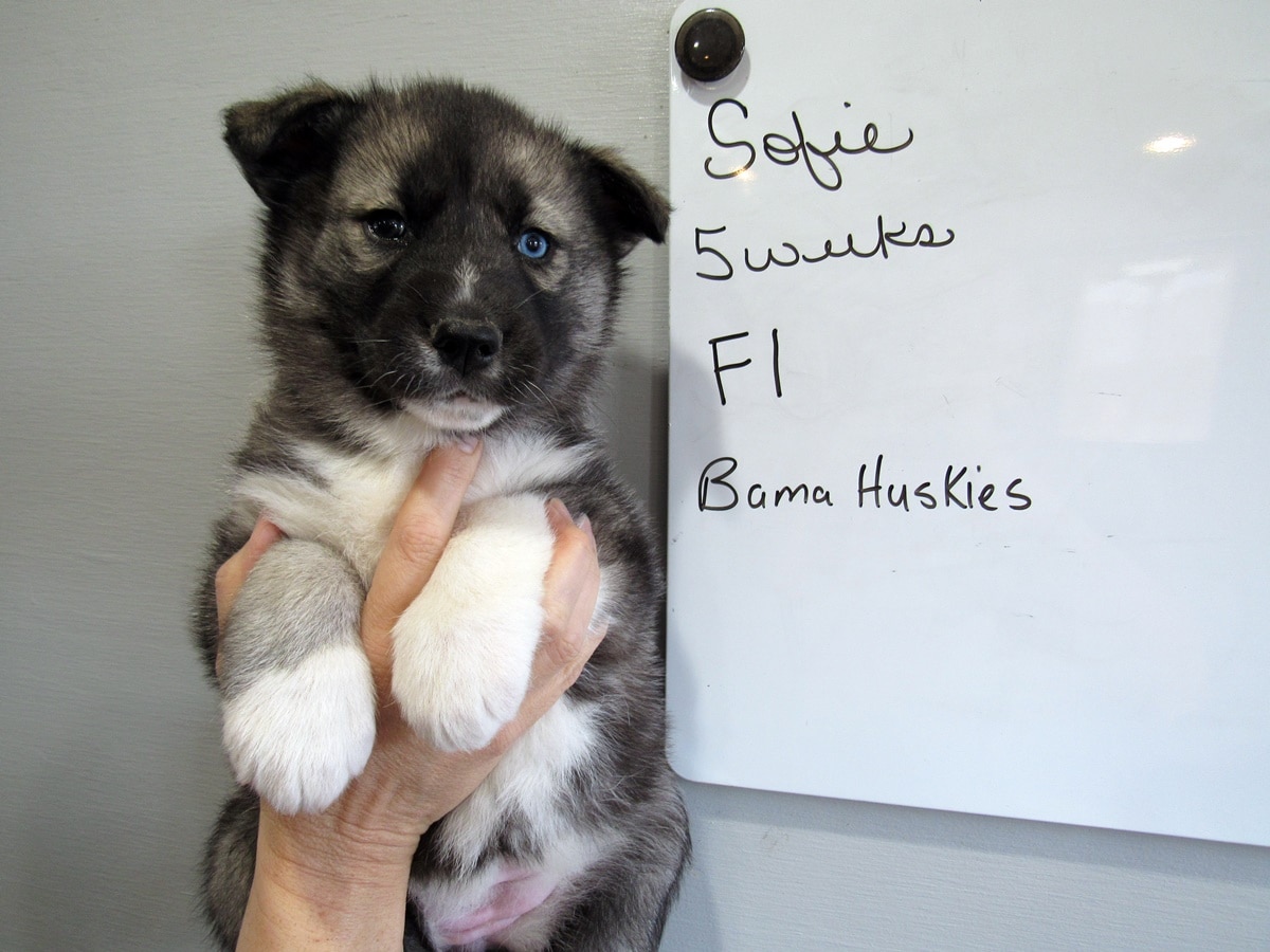 Sofie S Agouti Puppies Siberian Husky Puppies For Sale