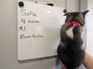 Agouti male husky puppy