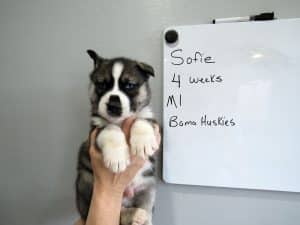 Agouti male husky puppy