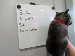 Agouti male husky puppy