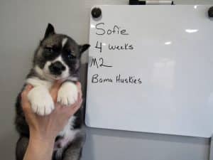 Agouti male husky puppy